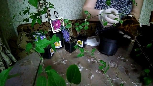 Подружила клематисы. смотреть онлайн