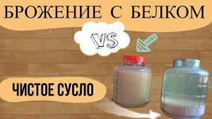 Брожение пивного сусла с большим количеством белка VS фильтрованное сусло.Дегустация!