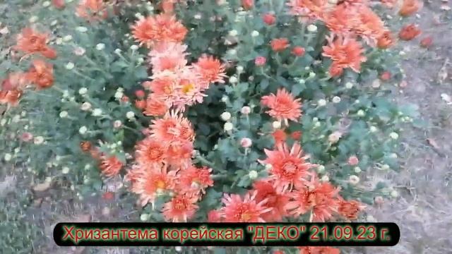 №85 Хризантема корейская ДЕКО 21 09 23 г смотреть онлайн