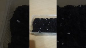 Посев Гейхеры  на рассаду. Огни Москвы? Подробный ролик. 1 часть.#гейхера #рассада #семена