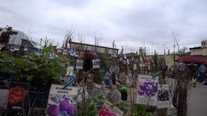 ПОСЕЯЛА ПОДСОЛНУХИ??? МАЛИНУ ПРИДЕТСЯ САМОЙ ПОЛОТЬ ? КУПИЛИ ПЛЕТИСТУЮ  ЖАСМИНУ???
