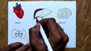 Human internal organs drawing/ Easy way to draw human internal organs