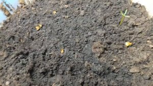 Пихта Корейская из семян способом на воде. Часть 2я. Некоторые результаты и новая закладка семян.