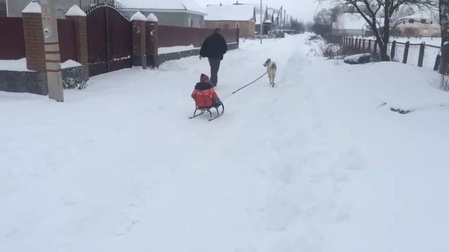 ЗСЛ ездовой пёс. смотреть онлайн