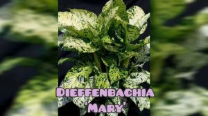 Different Types of Dieffenbachia Plants | Dumb Cane Varieties   |Absolutely beautiful