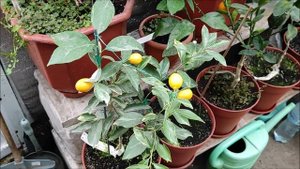 Кумкваты, сорта, дегустация