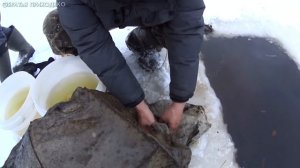 КАК ПОЙМАТЬ ЖИВЦА ЗИМОЙ