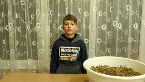 Зофобас - разведение, содержание, стадии развития | Корм для пауков и рептилий