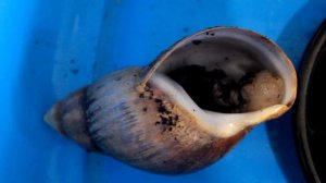 УЛИТКА АХАТИНА СДОХЛА!