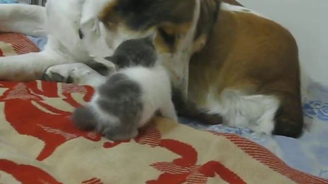 Среднеазиатская Овчарка и котёнок:) смотреть онлайн