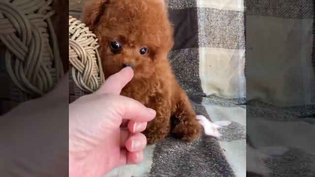 Teddy Teddy Poodle puppies смотреть онлайн
