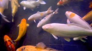 Мои карпы Кои размером до 60 см как в аквариуме. Koi fish giant aquarium tank