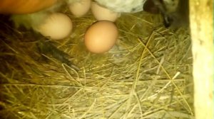 Икубаторские куры сели на яйца.