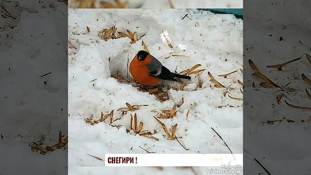 ОРНИТОТЕРАПИЯ: ПЕНИЕ ПТИЦ  🐦 ЛЕЧИТ  🐦