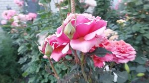 Новозеландские розы от  "Ford Roses " Полный восторг!