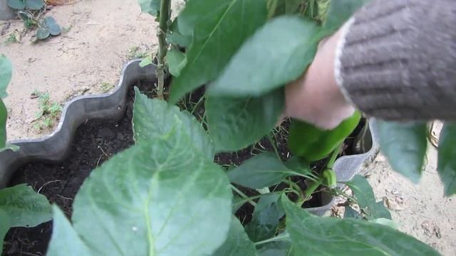 Последние осенние дни...Что еще растёт в теплице на 20 октября. смотреть онлайн