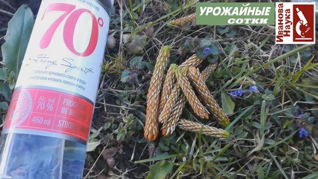 ТЛИ не будет! Безопасный природный метод борьбы даже во время цветения садов! смотреть онлайн