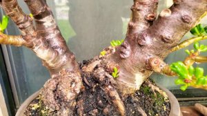 Crassula Ovata Gollum Bonsai