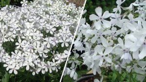 ЭТОТ ЦВЕТОК УДИВИТ ОБИЛЬНЫМ ЦВЕТЕНИЕМ и АРОМАТОМ! Флокс растопыренный/Елена Мир Семян и Цветов