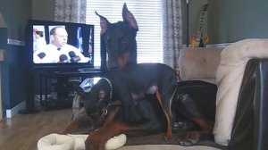 Doberman vs mini pinscher