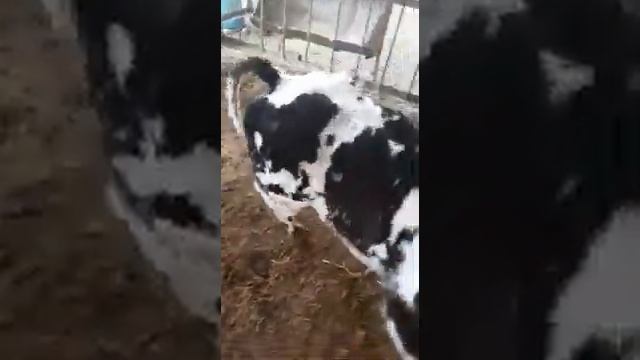 Бельгийская Бело-голубая + Голштинская, второе поколение смотреть онлайн