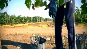 Tunzale - Men azeriyem