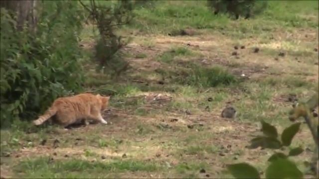 Кот поймал кролика смотреть онлайн