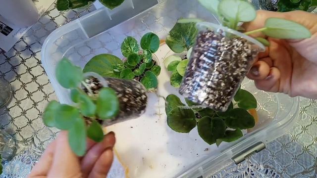 Онлайн Магазин Фиалок ?. Фиалки у Алисы. смотреть онлайн