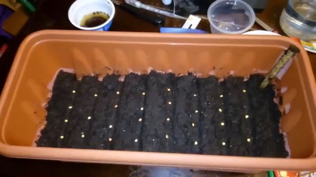 Учимся сажать рассаду. Сажаем рассаду переца смотреть онлайн