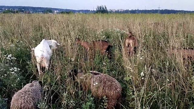 Обзор фартука для козла//Козье время на прогулку смотреть онлайн