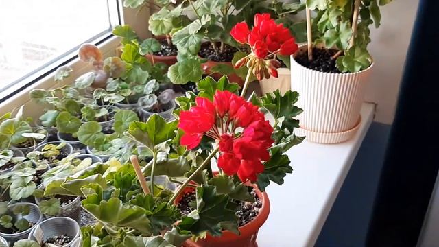 Пеларгония Lillian Andrea смотреть онлайн