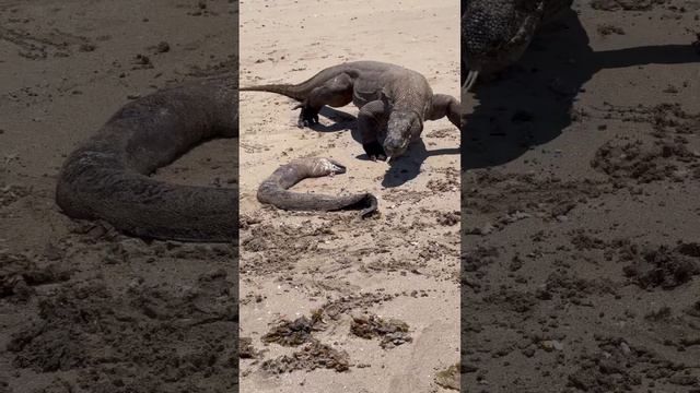 Komodo detecting moray eel carcasses