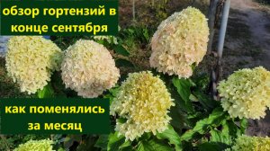 Обзор гортензий на конец сентября. Как меняется и как действует сухая погода.
