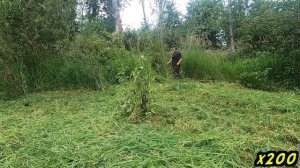 Mowing Heaps Of Tall Canary Grass | Stihl FS 131 Brush Cutter + Stihl CF3 Pro Trimmer Line #Stihl