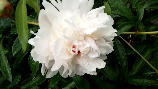 Белые пионы после дождя смотреть онлайн