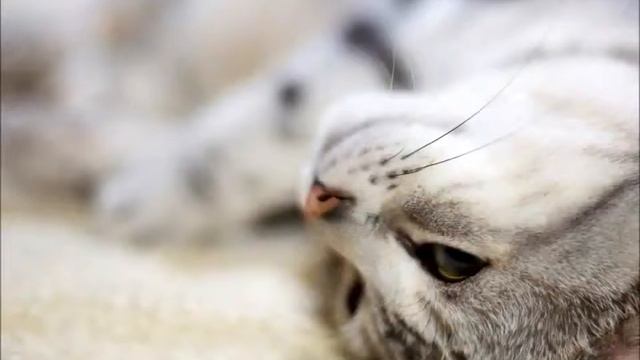 Забавные кошки от РУССКАЯ ПРИРОДА смотреть онлайн