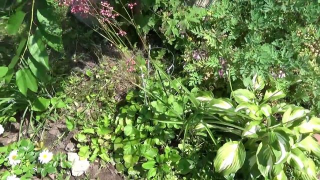 Наша ДАЧА в конце июня. Как спасали сад-огород в самые жаркие дни смотреть онлайн