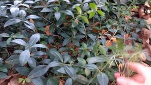 Vlog-80 Сосновый опад и шишки?польза МИКОРИЗА для корней