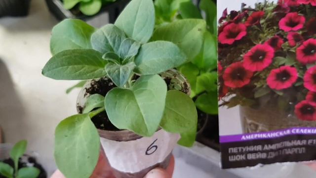 ?ПЕТУНИИ. ЧАСТЬ 2. Обзор рассады ампельной и каскадной петунии в возрасте 1,5 месяца.
