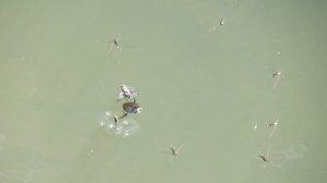 Битва мухи и жука-плавунца