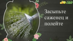 Посадка хризантем - как правильно посадить хризантемы