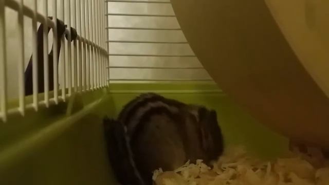 Как бурундук ложится спать. смотреть онлайн