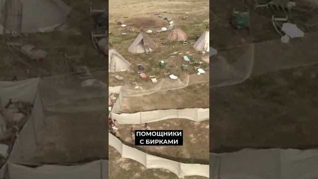 📍На Ямале проходит второй этап вакцинации северных оленей от сибирской язвы #shorts