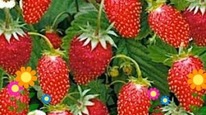 Земляника альпийская Александрия. Краткий обзор, описание характеристик, где купить рассада, семена