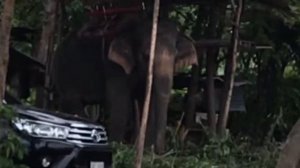 Катание на слонах Паттайя