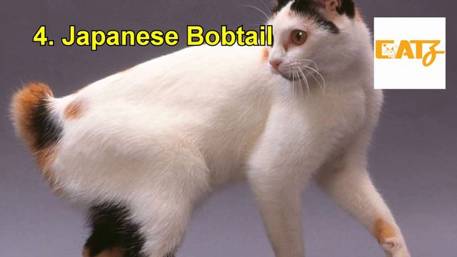 Top 70 World’s Richest Animals And Pets Ever Animals, Pets, Dog activities