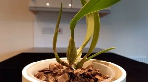 Орхидеи. Обзор моей коллекции лаелий. Laelia gouldiana, jongheana, pumila, ghillanyi, furfuracea.