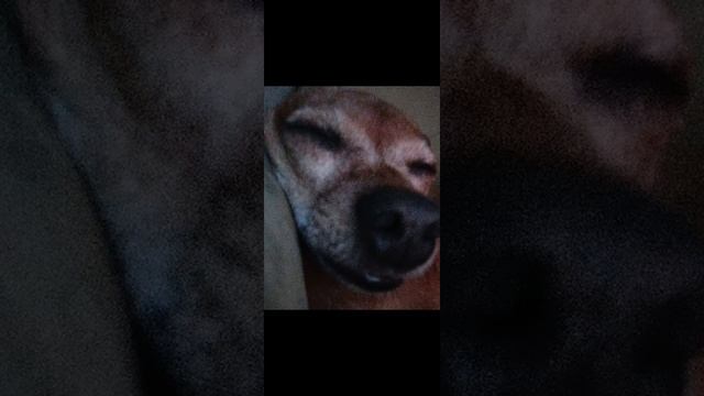 Юмор