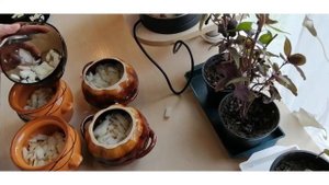 Курица с грибами и овощами в горшочках ?