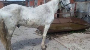 3 июля 2020 г. Реальная история одной лошади. Спасение с бойни. День Первый.